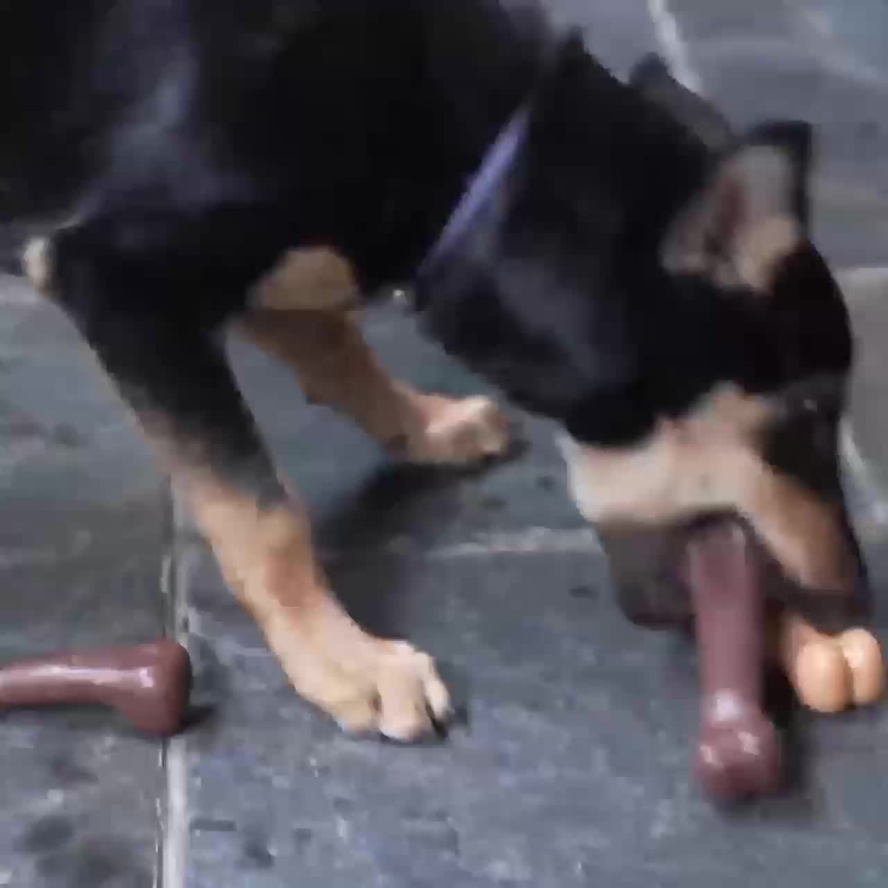 Bone Design Chew Toy