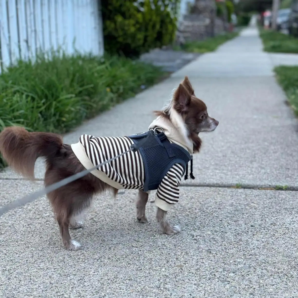 Black & White Striped Matching Dog & Human Hoodies