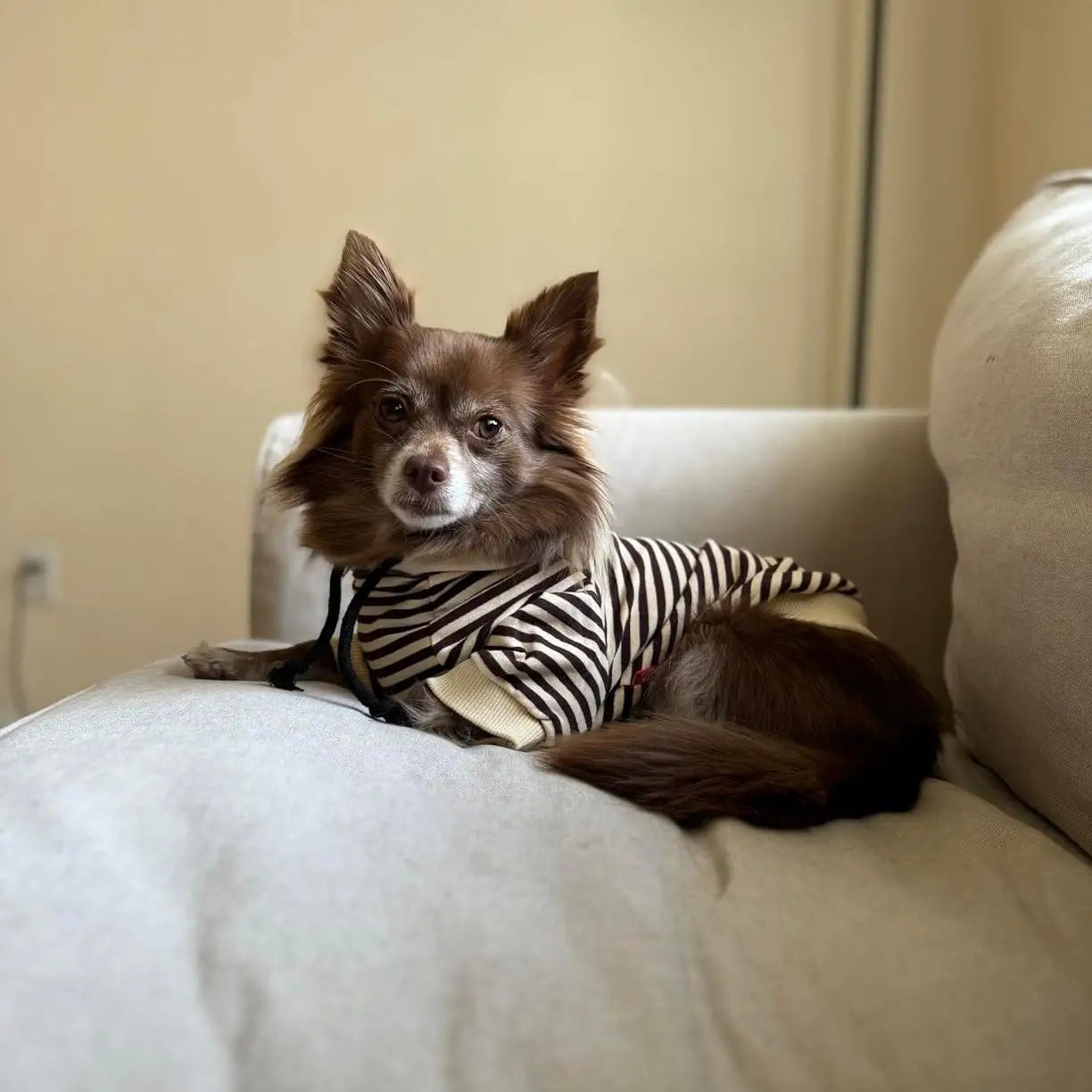 Black & White Striped Matching Dog & Human Hoodies