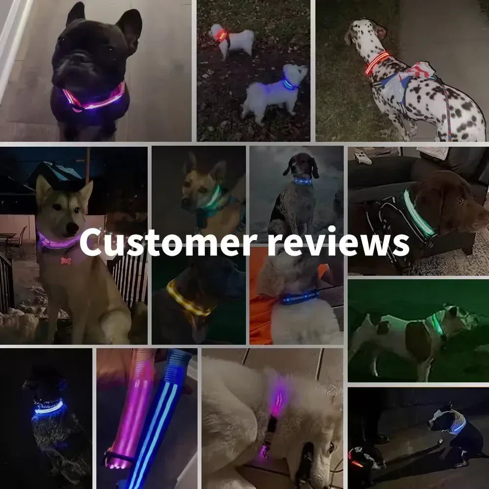 LED Dog Safety Collar
